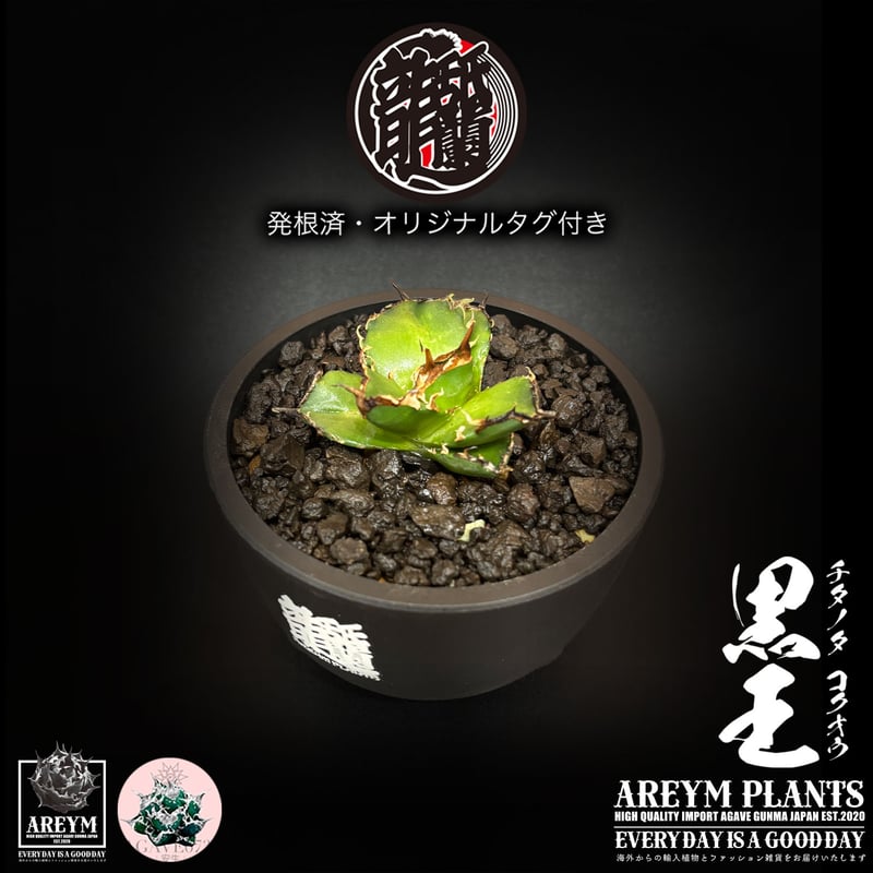 発根済 送料無料 潮龍家 安生産 アガベ チタノタ 黒王 agave titanota