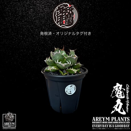 CATEGORY 新着アイテム | アレイムプランツ