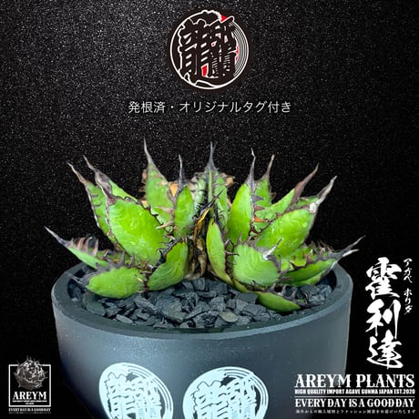 アガベホリダ | STORES