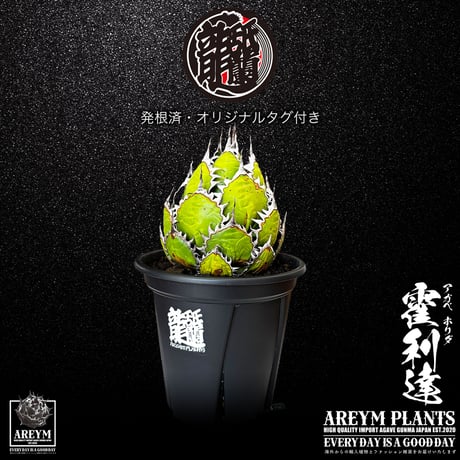 アガベ | STORES