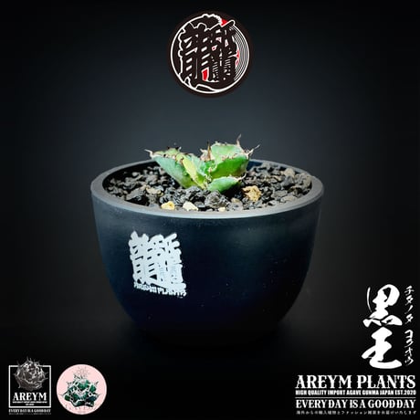 アレイムプランツ