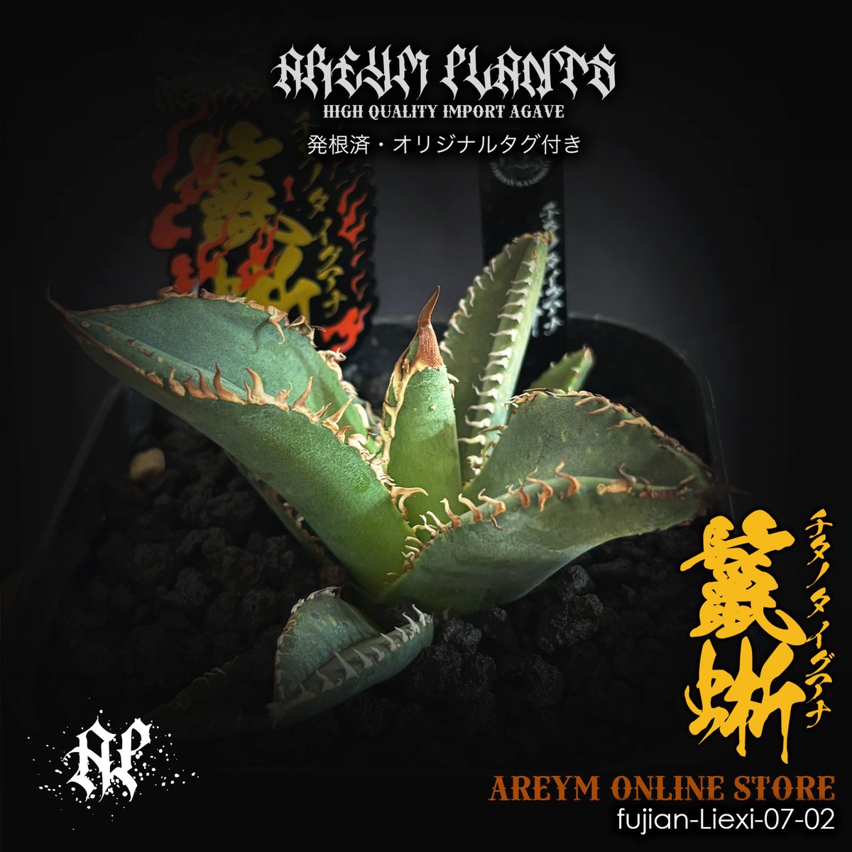 アガベ チタノタ 鬣蜥Iiexi 発根済 福建省産 アガベ チタノタ 鬣蜥 イグアナ Agave Titanota