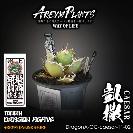 T*く様 CJ シーザー　凱撤 CATEGORY チタノタ シーザー 凱撒 | アレイムプランツ