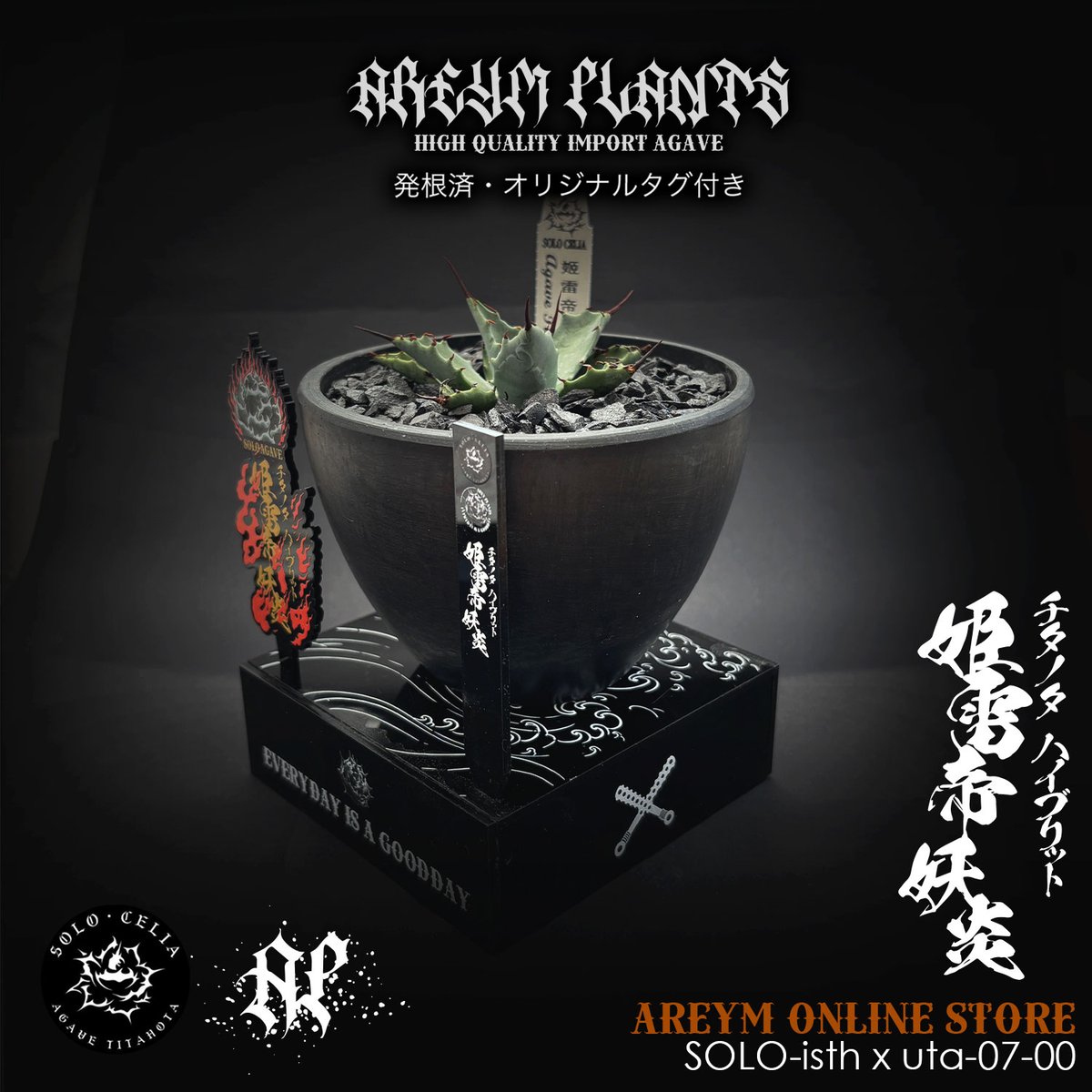 発根済 SOLO産ハイブリッド アガベ チタノタ 姫雷帝x妖炎 Agave