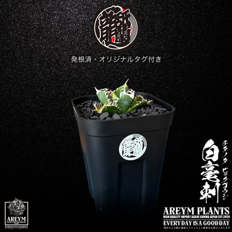 CATEGORY 新着アイテム | アレイムプランツ