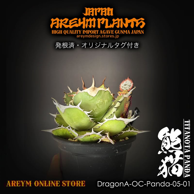 ドラゴンアガベ産！アガベ チタノタ熊猫 Agave titanota Panda
