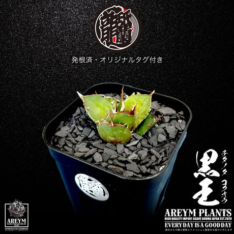 発根済 送料無料 潮龍家 安生産 アガベ チタノタ 黒王 agave titanota kokuo【Andy-OC-KOKUO-06-02】