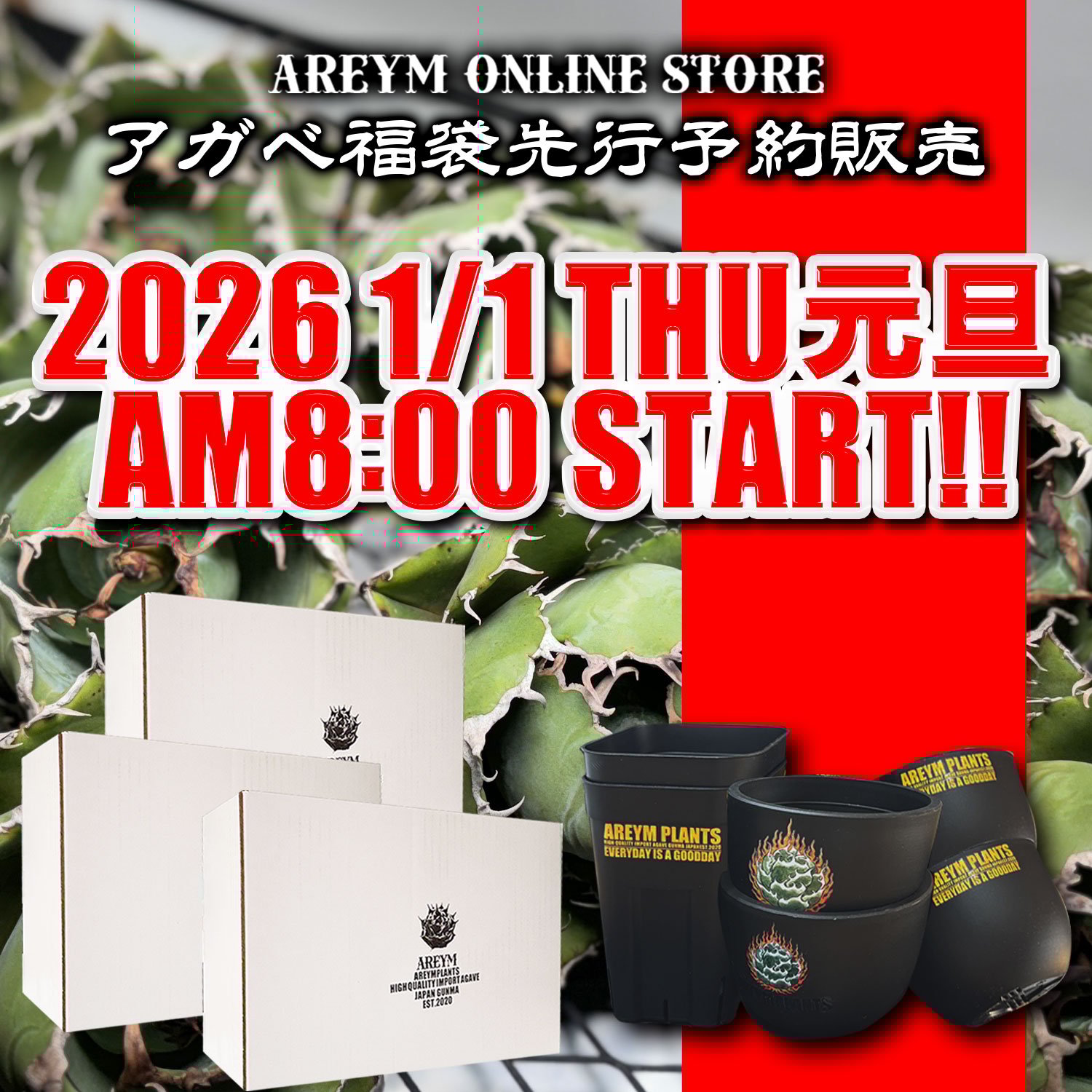 アレイムプランツ