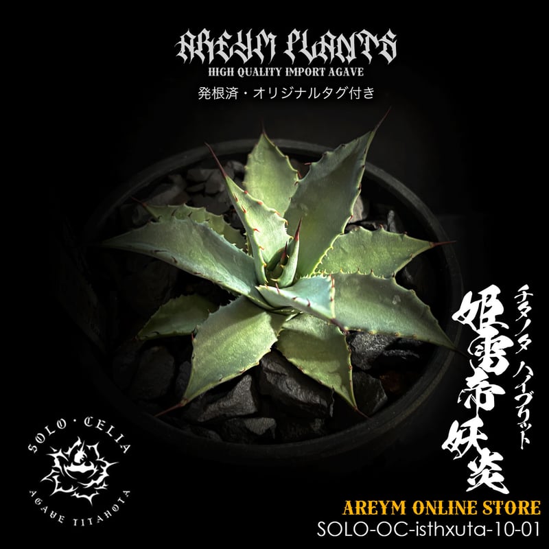 発根済 送料無料でお届け SOLO産ハイブリッド アガベ チタノタ 姫雷帝x