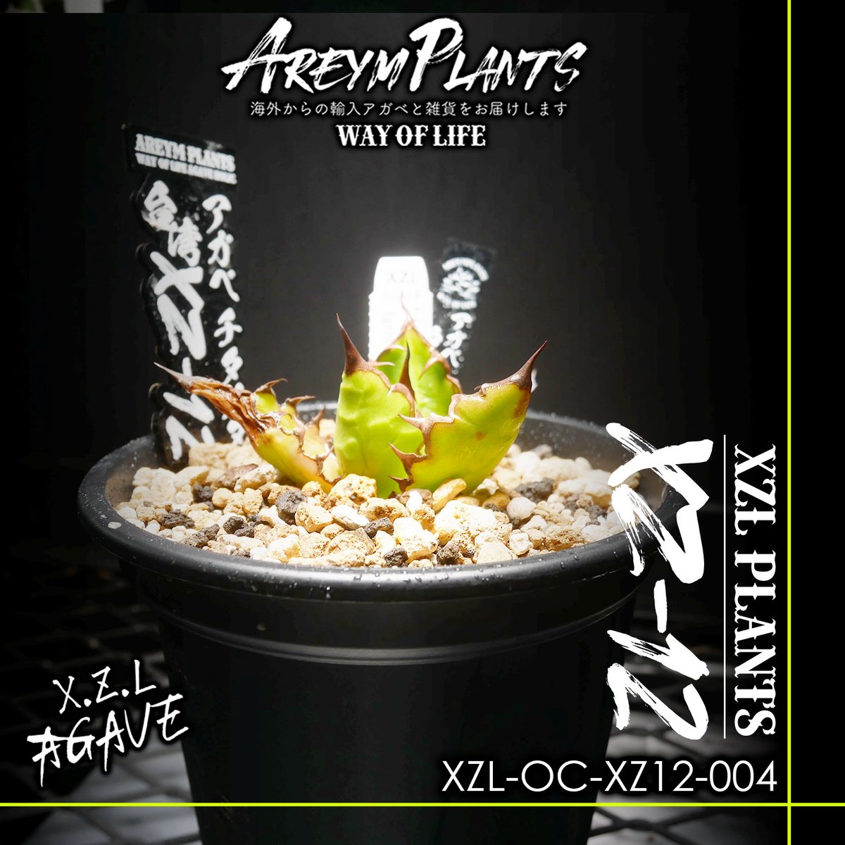 アガベ チタノタ XZ-12 Agave Titanota アガベ チタノタ XZ-12 Agave Titanota