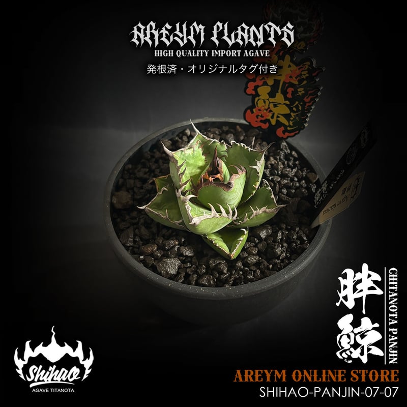 発根済 台湾Shi-hao産 アガベ チタノタ パンジン 胖鯨 agave