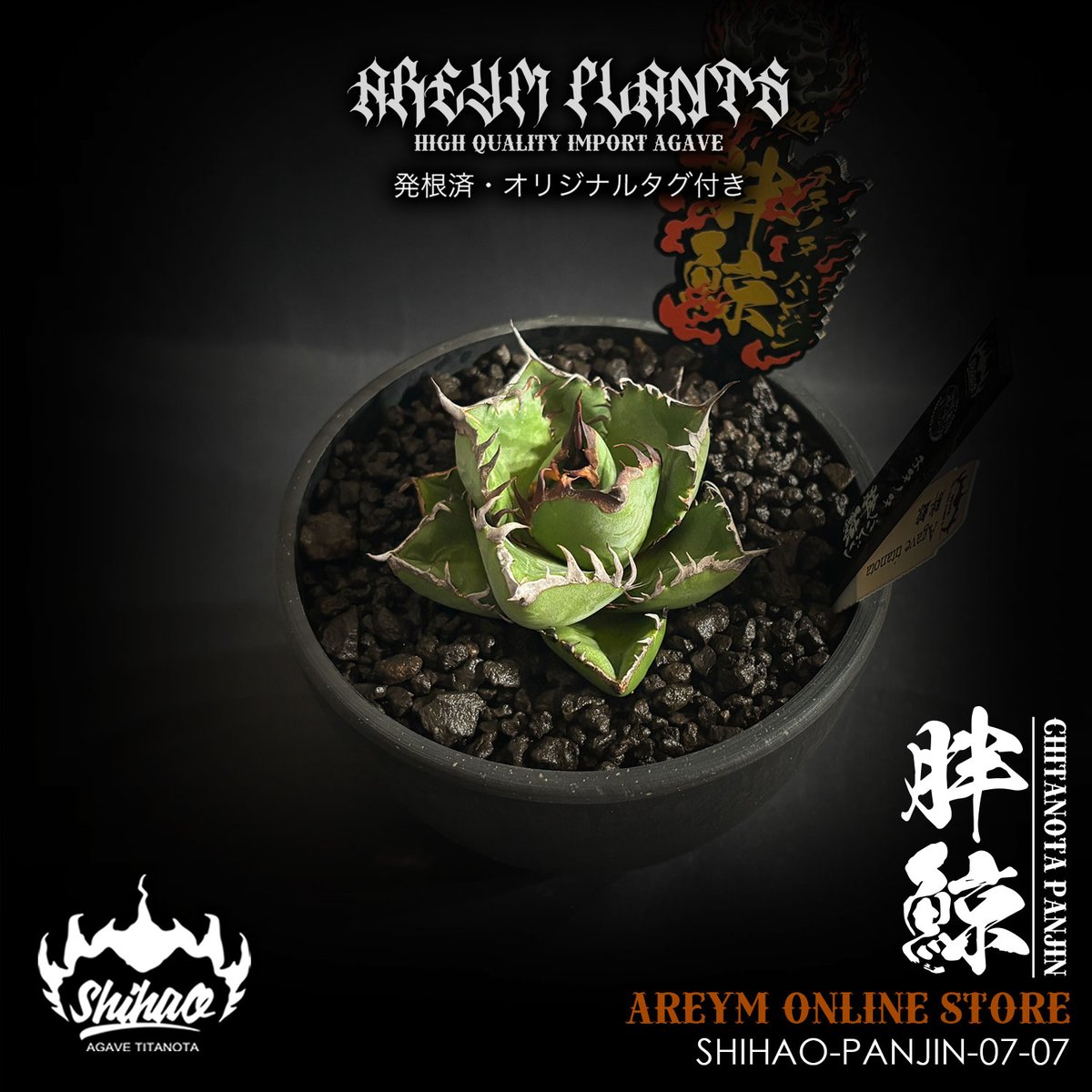 【激レア】アガベ チタノタ 胖鯨 パンジン ダブルヘッド 激レア】アガベ チタノタ 胖鯨 パンジン ダブルヘッド アガベ