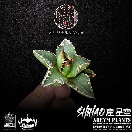 送料無料でお届け致します  台湾 Shi-hao アガベ チタノタ ホシゾラ 元祖 星空 発根管理株 (Shi-hao産/TC株/小株/SHIHAO-HOSHIZORA-04-04)