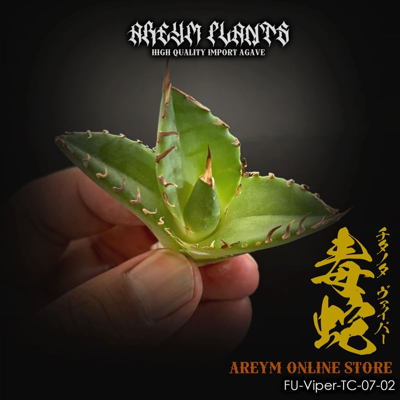 発根済 福建省産 アガベ チタノタ 毒蛇 Agave Titanota Viper