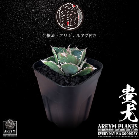 税込・送料無料でお届け致します 雲南省産 アガベ チタノタ 蚩尤 agave titanota siyu AREYM-TC-SIYU-06-01