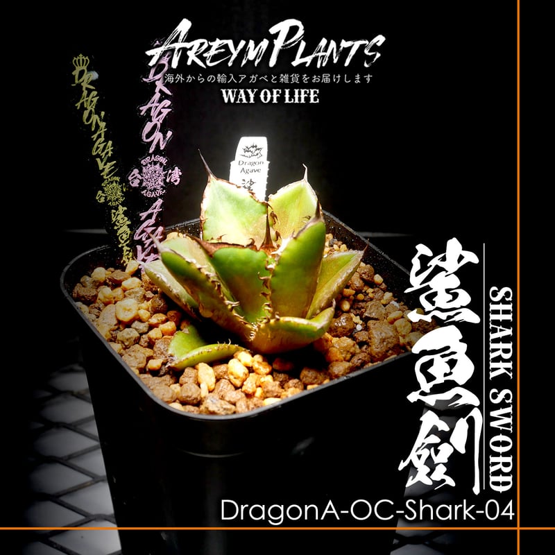 アガベ agave 悪魔くんoc