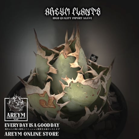 アガベ鳳凰 | STORES