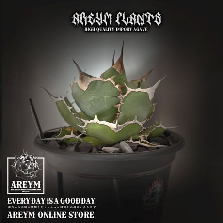 アガベパンダ | STORES