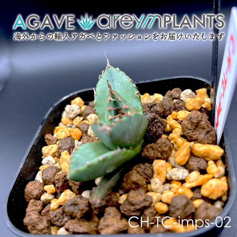 発根済アガベ・チタノタ・魔丸/agave titanota imps【台湾産/TC】CH-im 