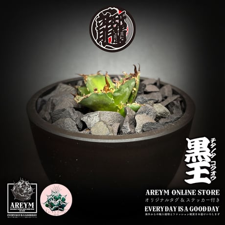 発根済 送料無料 潮龍家 安生産 アガベ チタノタ 黒王 agave titanota kokuo【Andy-OC-KOKUO-002-01】