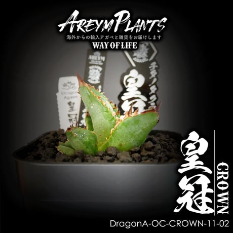 アガベ・チタノタ”Berlin毒蛇” 【公式通販】