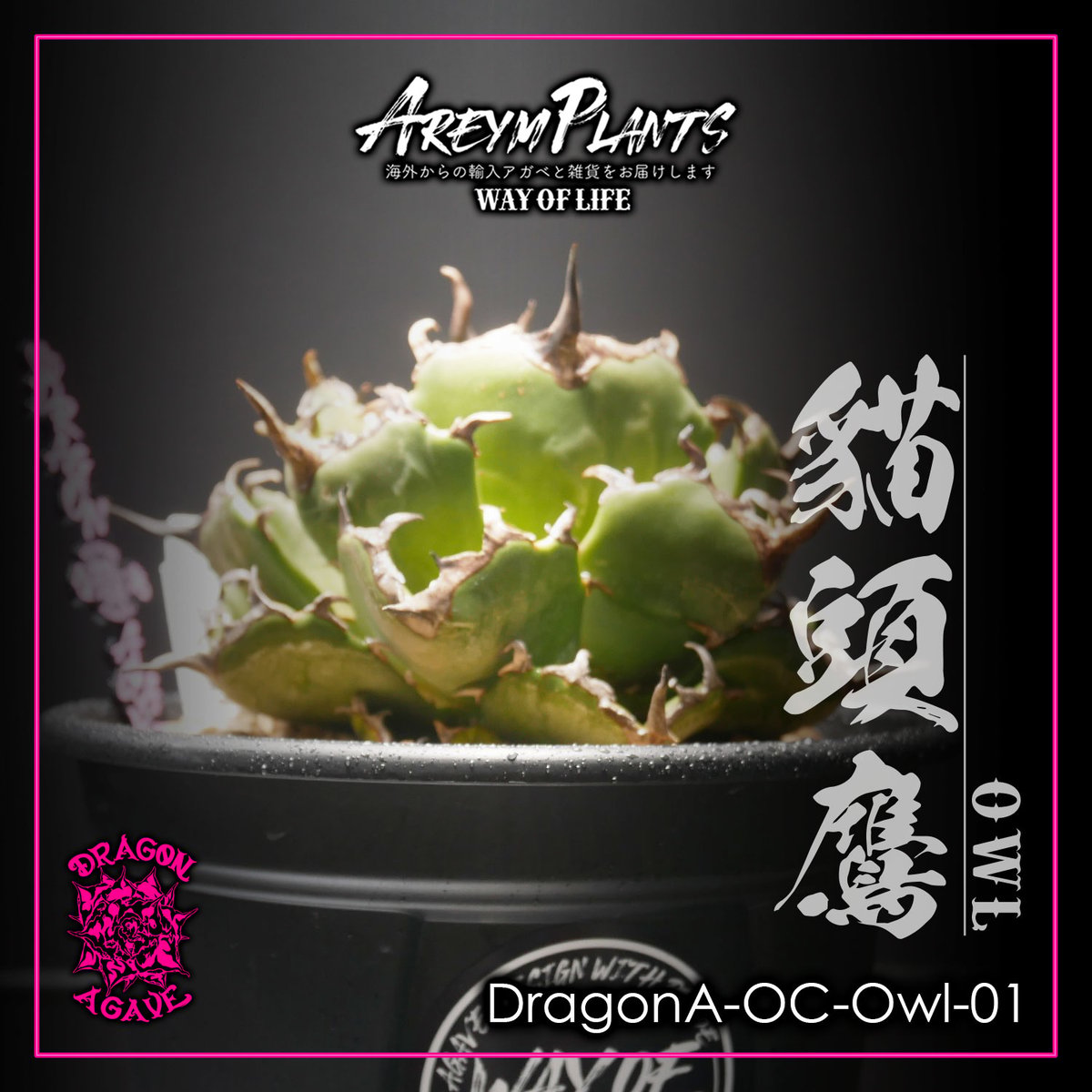 ドラゴンアガベ産！アガベ チタノタ貓頭鷹 フクロウ Agave titanota 