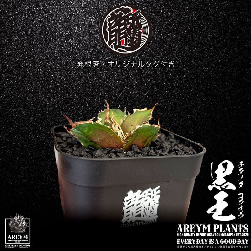 発根済 送料無料 潮龍家 安生産 アガベ チタノタ 黒王 agave titanota