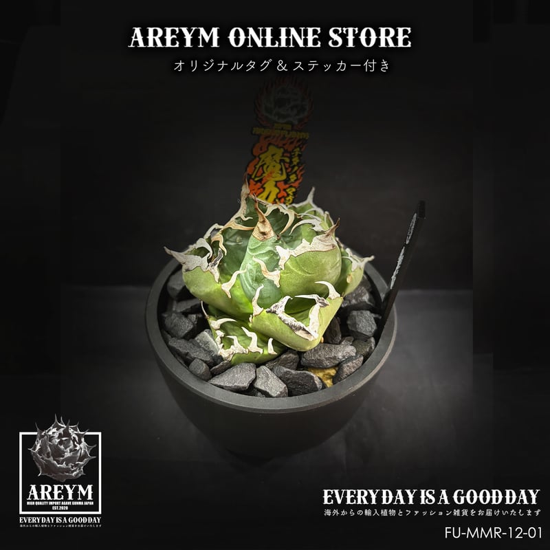 税込・送料無料でお届け致します アガベ チタノタ 魔丸 Titanota