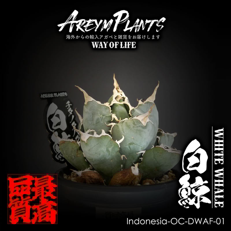 発根済 インドネシア産 アガベ チタノタ白鯨 Agave Titanota 発根済 インドネシア産 アガベ チタノタ白鯨 Agave Titanota