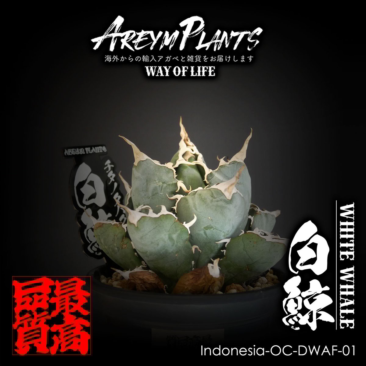 アガベ agave 白毫刺 OC 子株 発根済み (アガベ agave 白毫刺 アガベ agave 白毫刺 OC 子株 発根済み (アガベ agave 白毫刺