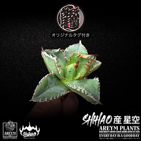 送料無料でお届け致します  台湾 Shi-hao アガベ チタノタ ホシゾラ 元祖 星空 発根管理株 (Shi-hao産/TC株/小株/SHIHAO-HOSHIZORA-04-05)