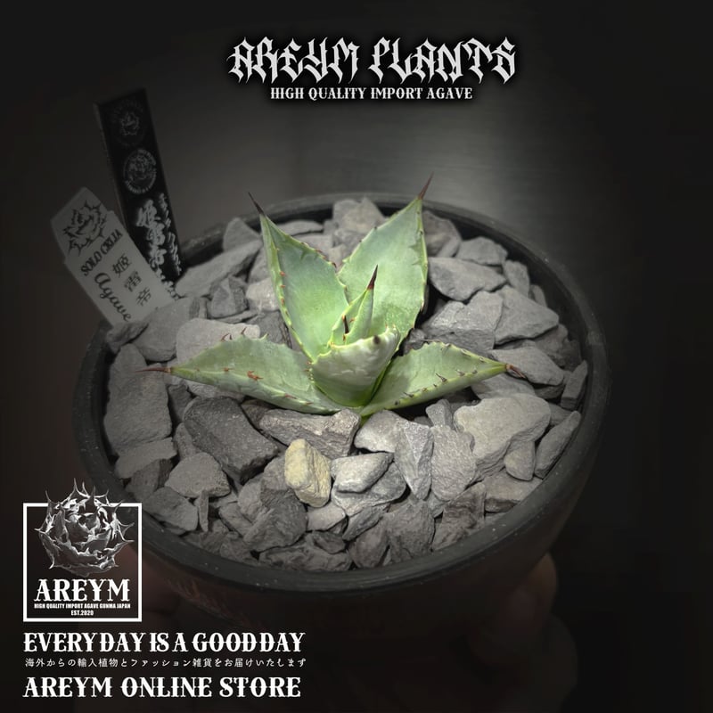 発根済 送料無料でお届け SOLO産ハイブリッド アガベ チタノタ 姫雷帝x