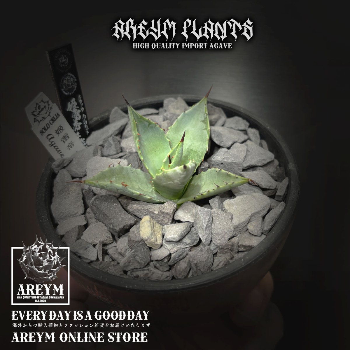 発根済 送料無料でお届け SOLO産ハイブリッド アガベ チタノタ 姫雷帝x