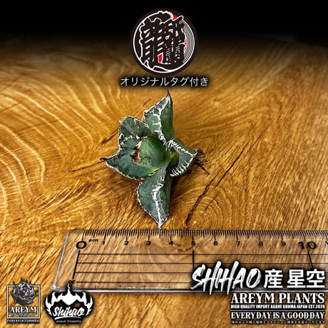 送料無料でお届け致します  台湾 Shi-hao アガベ チタノタ ホシゾラ 元祖 星空 発根管理株 (Shi-hao産/TC株/小株/SHIHAO-HOSHIZORA-04-04)