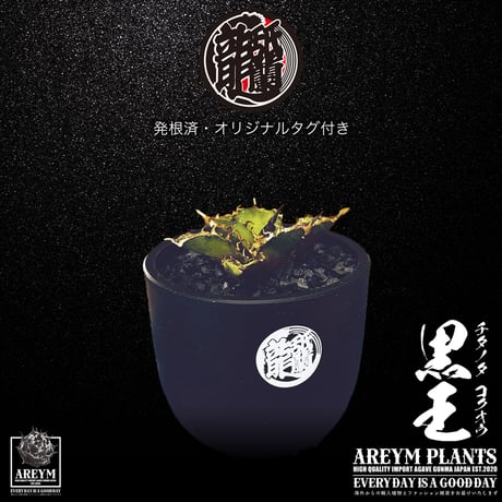 発根済 送料無料 潮龍家 安生産 アガベ チタノタ 黒王 agave titanota kokuo【Andy-OC-KOKUO-06-05】
