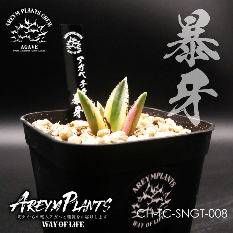 アガベ チタノタ 暴牙 スナグルトゥース 子株 【公式通販】