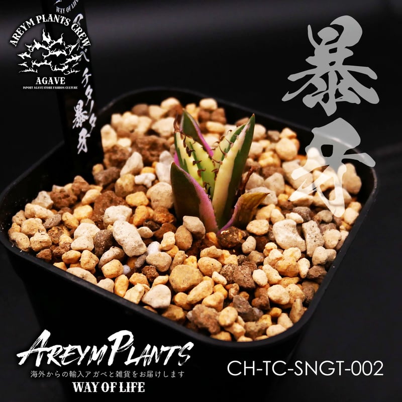 アガベ チタノタ スナグルトゥース  