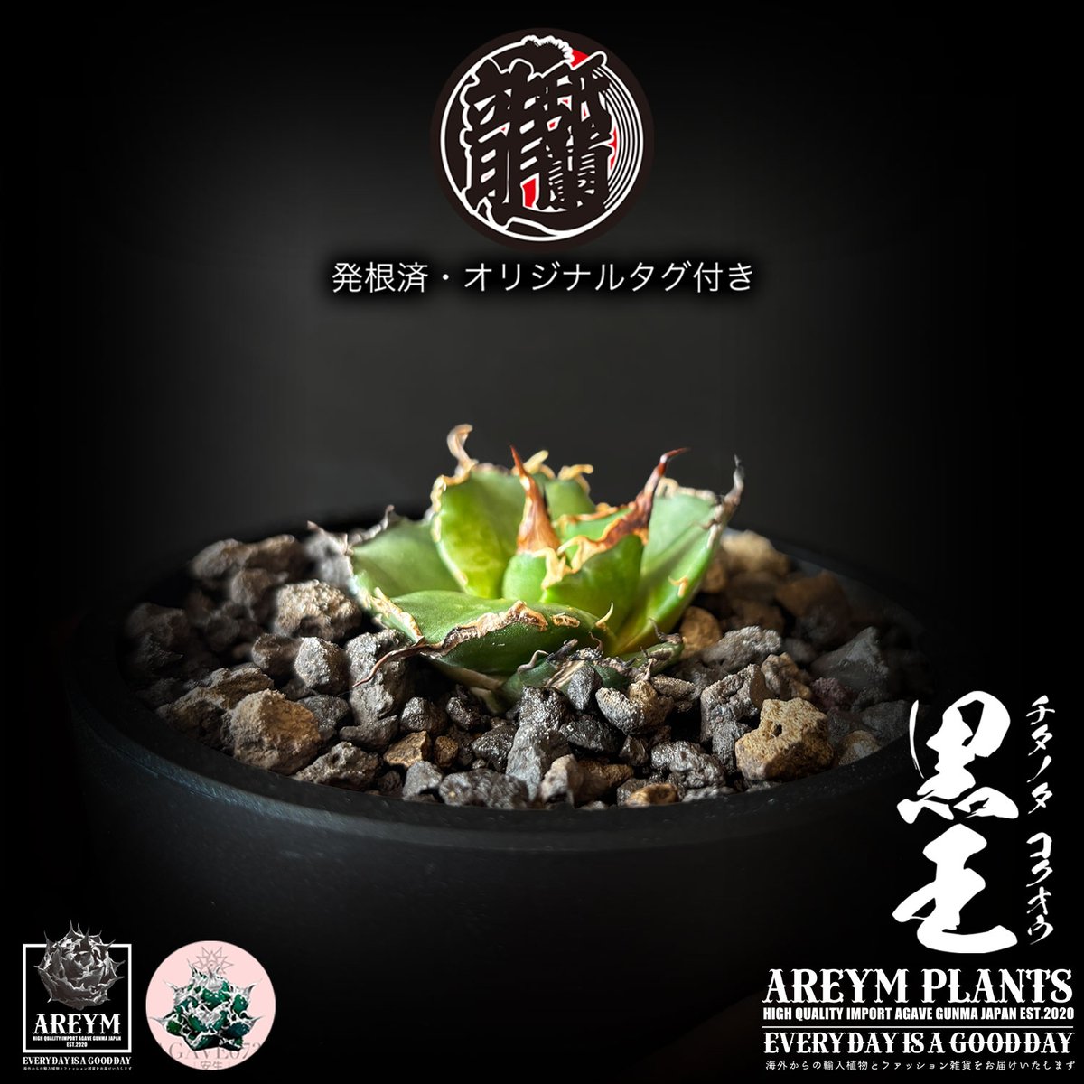 発根済 送料無料 潮龍家 安生産 アガベ チタノタ 黒王 agave titanota