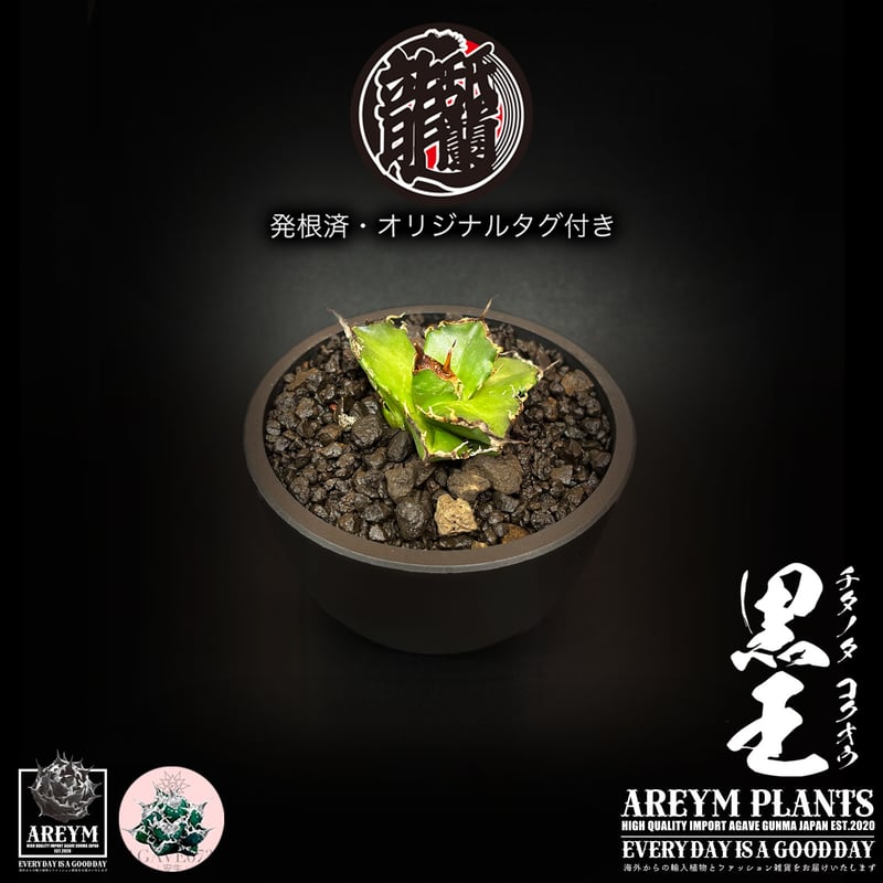 チタノタ「蒼龍(蒼竜)」発根活着済 タグ鉢付き発送 発根済 送料無料 潮龍家 安生産 アガベ チタノタ 黒王 agave titanota