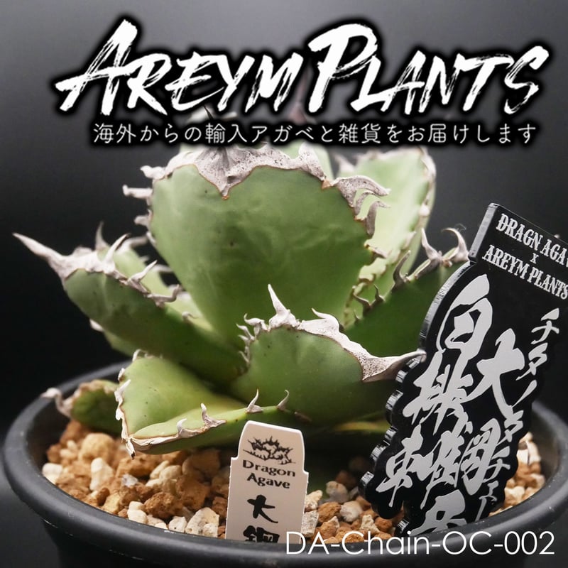 アガベagave チタノタtitanota子株『大鋼牙 白排棘』狂棘 【公式通販】
