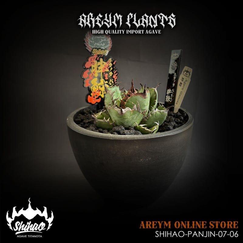 発根済 台湾Shi-hao産 アガベ チタノタ パンジン 胖鯨 agave