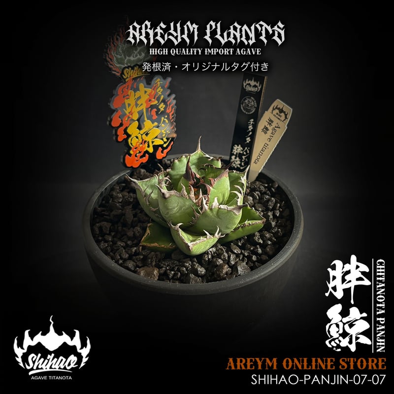 【激レア】アガベ チタノタ 胖鯨 パンジン ダブルヘッド 発根済 台湾Shi-hao産 アガベ チタノタ パンジン 胖鯨 agave