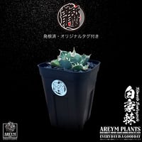 発根済 送料無料 アガベ チタノタ 白毫刺 白豪刺 agave titanota byakugousi【ARM-OC-BYAKU-07-02】