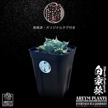 CATEGORY 新着アイテム | アレイムプランツ