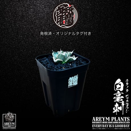 白毫刺 | STORES