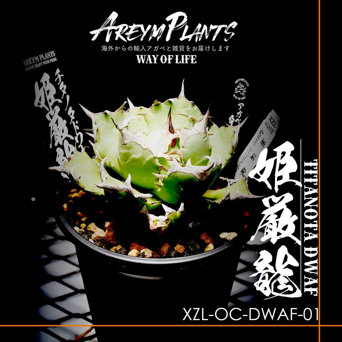 発根済!台湾XZL PLANTS産 アガベ チタノタ 姫厳龍 Agave Titanota 発根済!台湾XZL PLANTS産 アガベ チタノタ 姫厳龍 Agave Titanota