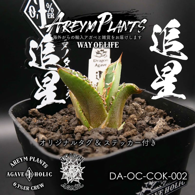 プランツレター】アガベ オテロイ スナグルトゥース US カリフォルニア