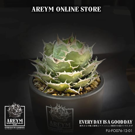 アレイムプランツ