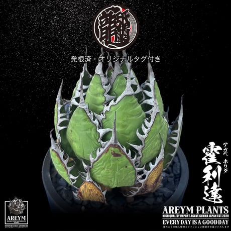 発根済 送料無料 アガベ ホリダ 霍利達 Agave horrida ARM-HORIDA-06-02