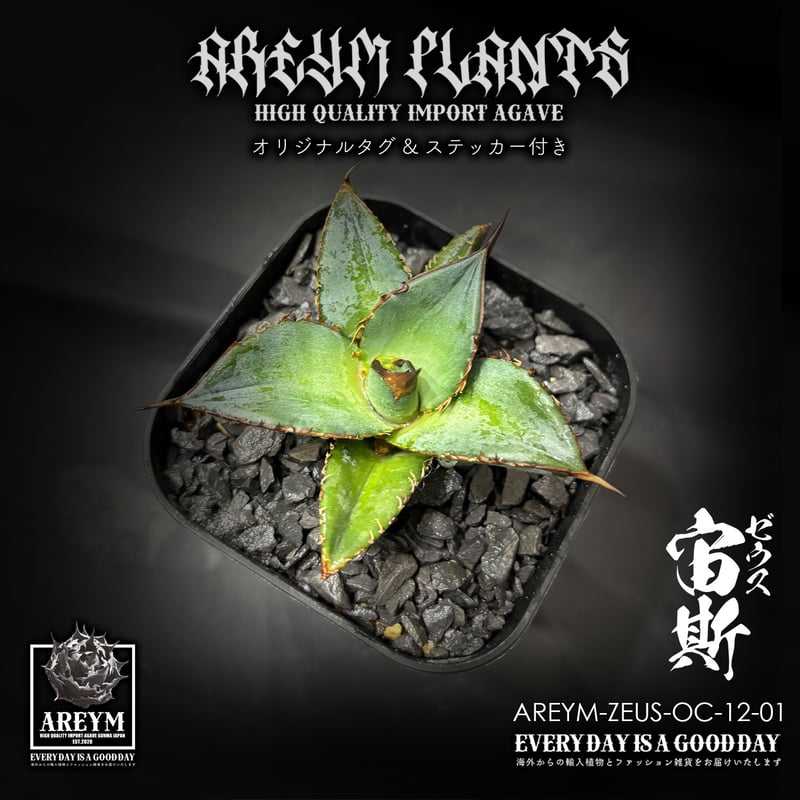 税込送料無料 アガベ チタノタ ゼウス 宙斯 Agave Titanota Zeus【AREY